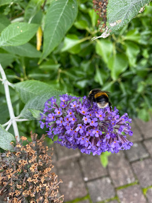 bumblebee on purple butterfly bush