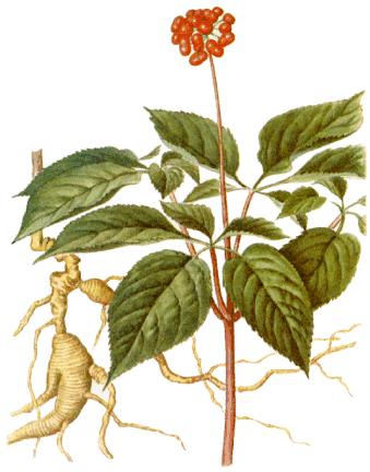 [panax_ginseng.jpg]