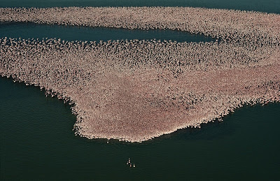 1.5 million Flamingos