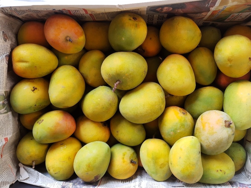 Artificially Ripened Mangoes