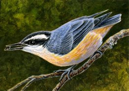 red breasted nuthatch ACEO painting by wildlife artist Shari Erickson