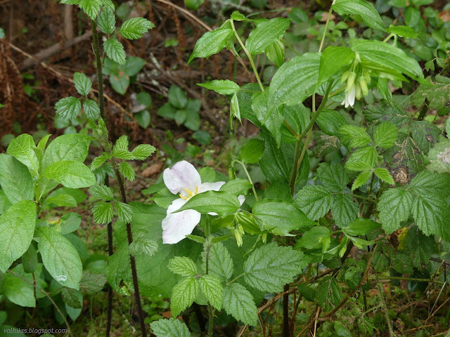 14: white flowers