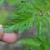 Tomato Ants - Https Encrypted Tbn0 Gstatic Com Images Q Tbn And9gcsfsua8gbiomq94fukdfnfpssjagoivq24i6qn7tb05hbab97bv Usqp Cau / Tomatoes are heavy feeders, and when they are planted in containers they require feeding about every two weeks.