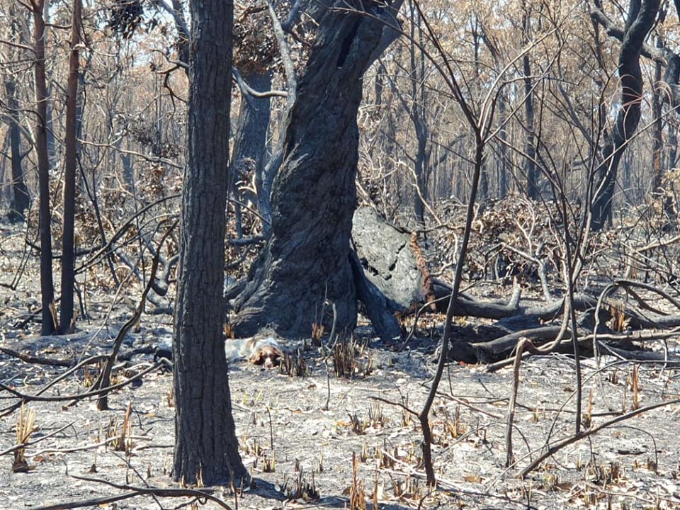 Heroic Dogs Are Rescuing Koalas From The Devastating Flames In Australia