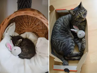 22 fotos adorables de antes y ahora de gatos que crecen con sus juguetes
