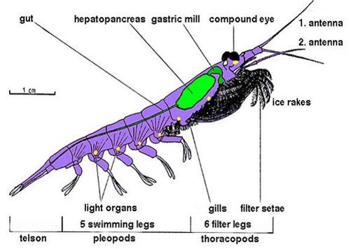 Pernyataan yang benar tentang Crustacea  adalah Blog 