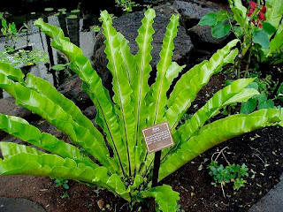 Asplenium nidus