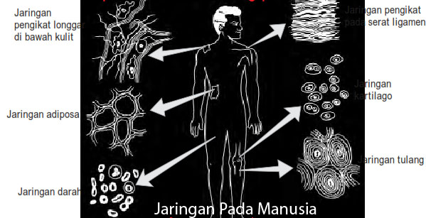 Youth Work Jaringan  jaringan  yang ada di Hewan  Vertebrata  