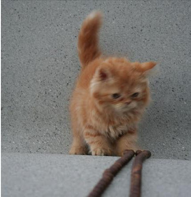 Foto kucing persia sedang bermain tali