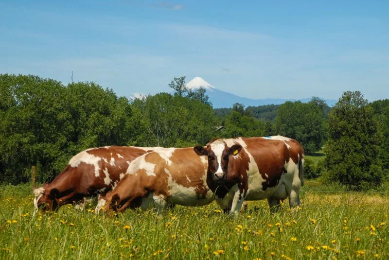 Chile Milk: el posicionamiento de la leche chilena en el mundo