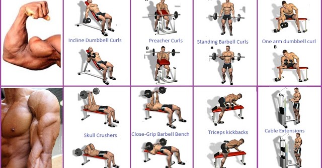 Best Bicep Workout Program to Guarantee the Biggest Biceps ...
