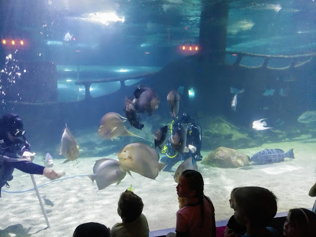 Adventure at the Greater Cleveland Aquarium