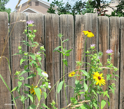 beebalm, Monarda and blackeyed Susans Rudbeckia