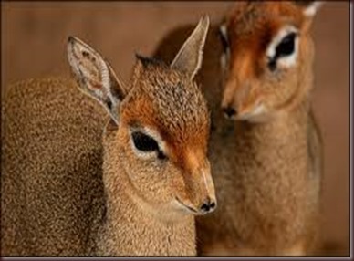 Amazing Pictures of Animals photo Nature, exotic, funny, incredibel Zoo, Dik-dik, antelope. Alex (16)