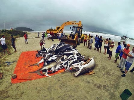 Tubarões em barco pesqueiro