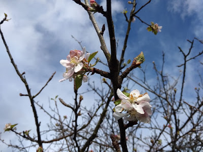 manzano-flor