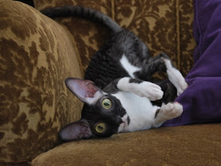 Cornish Rex Cat Pictures