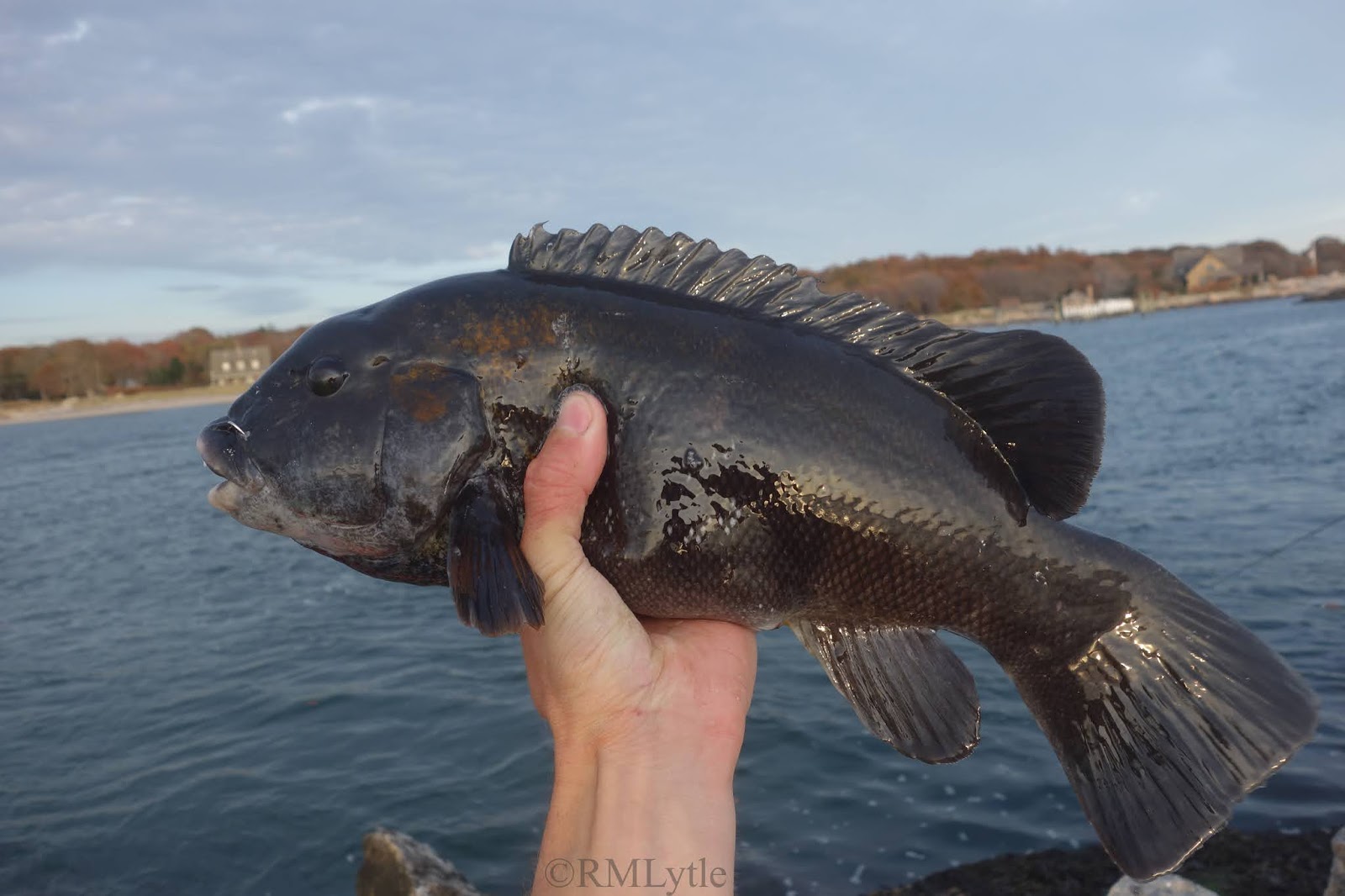 Connecticut Fly Angler: Species Profile: Tautog