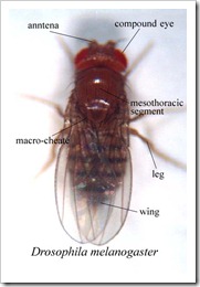 drosophila