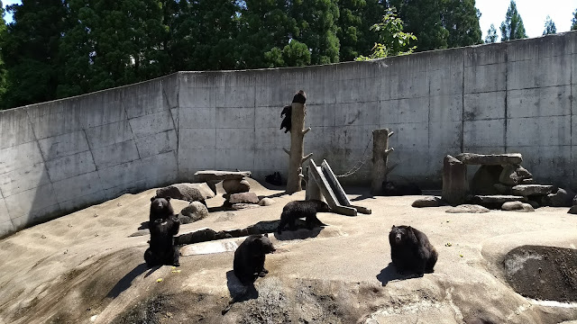 ツキノワグマ　くまくま園　熊牧場