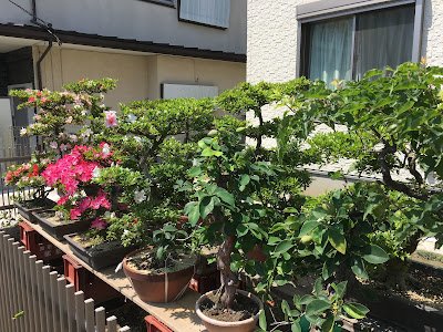 Flowers blooming on the bonsai trees which were bare the previous month