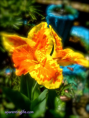 beautiful tropical flower growing by a fishpond