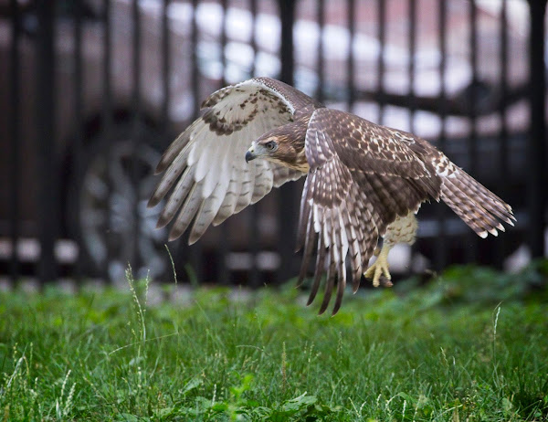 Tompkins Square red-tail fledgling 15