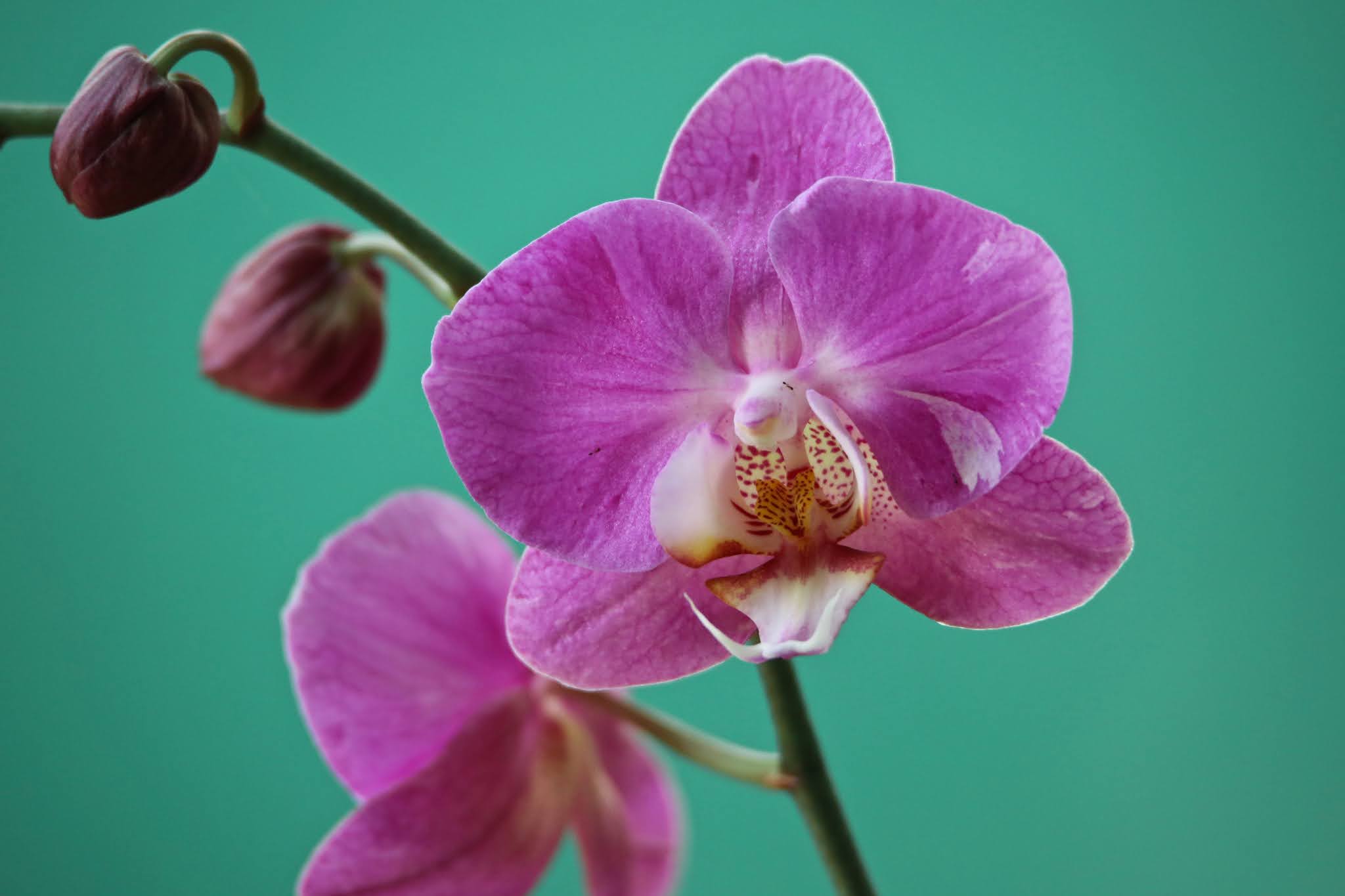 Common Orchids of India, high resolution images free