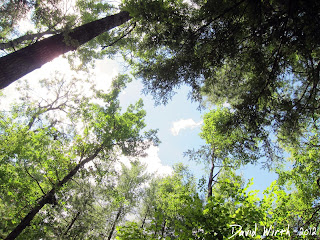 tree canopy, michigan forest, manistee, river