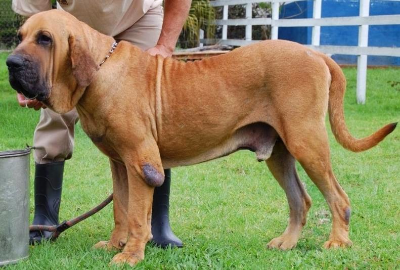 Raças de Cães do Mundo Inteiro: Fila Brasileiro