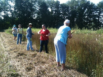 Bundling flax at Landis Valley