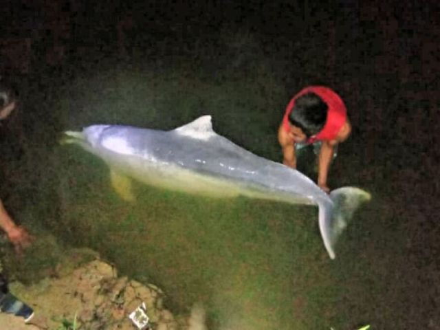 Gambar Ikan Lumba Lumba Moncong Panjang M 0