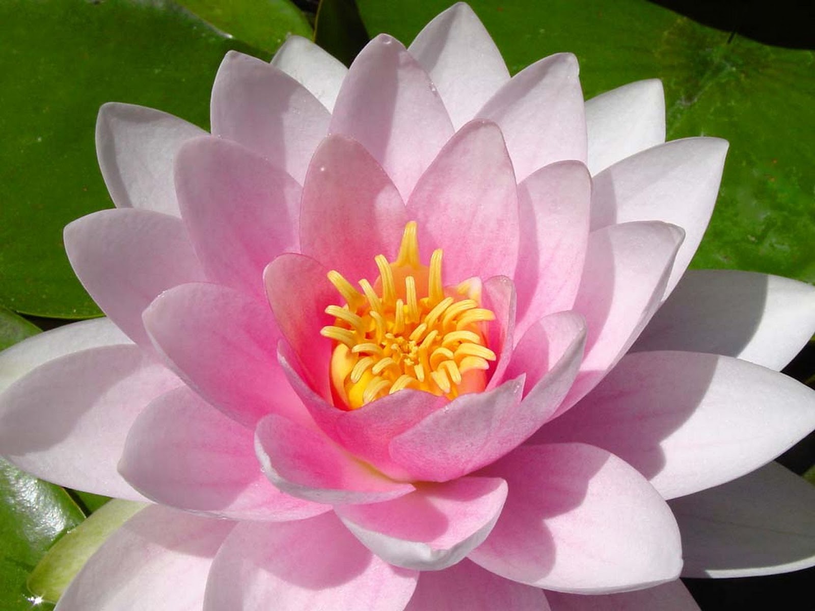 Water Lily - High Quality Wallpapers