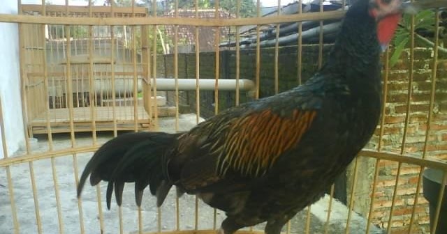 Macam Macam Ayam  Hutan Atau Jenis Junglefowl Plus Gambar  