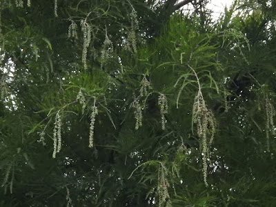 Male inflorescence of Bald Cypress