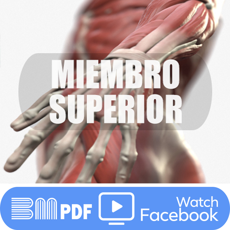 Miembro Superior Full HD | Hombro-Brazo y Antebrazo-Mano