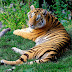A picture of the majestic bengal tiger