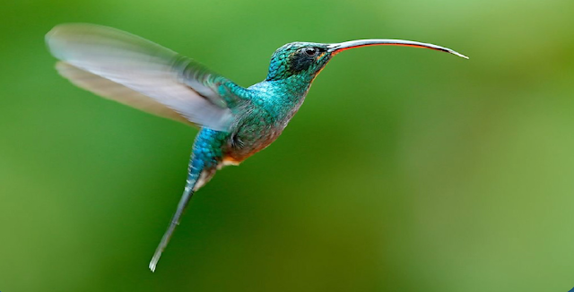 What is the name of the only bird which can fly backwards?