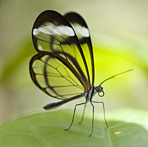 The Glasswinged butterfly: