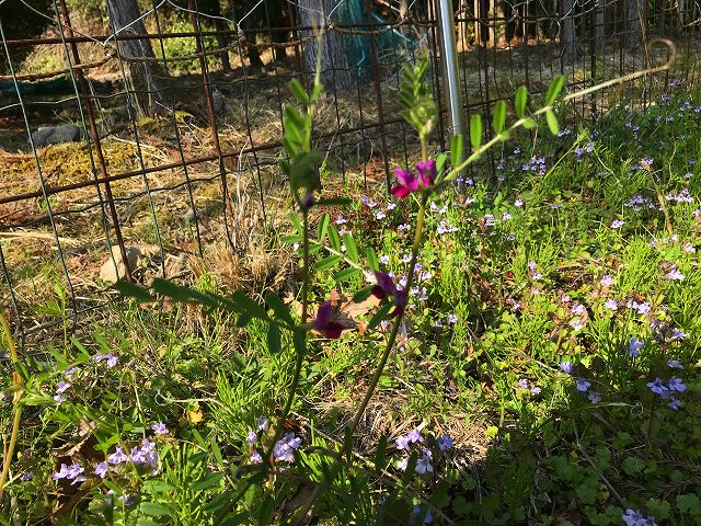 ラブリー烏野豌豆はなんて読む すべての美しい花の画像