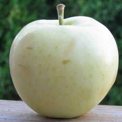 Delicate pale yellow apple