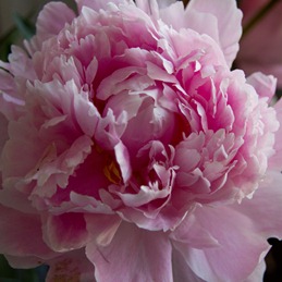 paeony