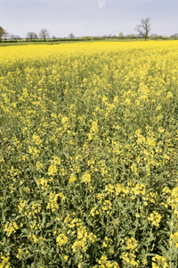 Landowners Demand Progress On Biofuel