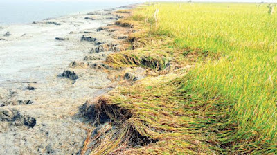 ঠেঙ্গারচর থেকে জালিয়ারচর