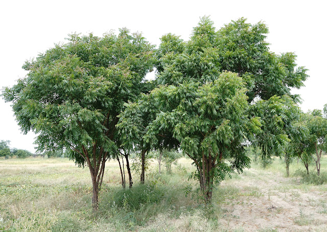 Азадирахта индийская / Ним (Azadirachta indica)