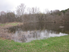 muskrat pond