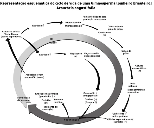 Representação esquemática do ciclo de vida de um Gimnosperma (pinheiro brasileiro) - Araucária angustifolia