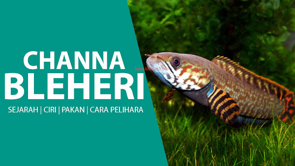 Channa Bleheri: Salah Satu Ikan Channa Hias yang Paling Diburu Penghobi Ikan Hias Indonesia