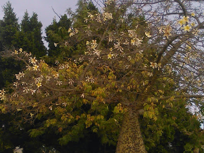 ceiba speciosa