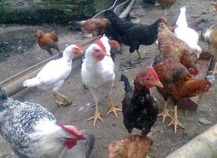 Cara Dan Tips Pemeliharaan Ayam Pedaging